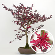 Bonsai Loropetalum 12 anos